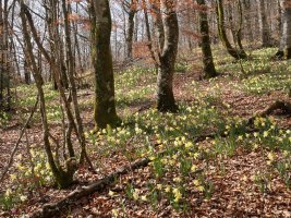 Udaberriko lilipak Zarranzmendiko ekialdeko hegian
