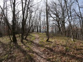 Zarranzmendi gailurra