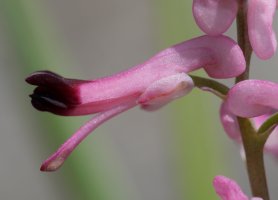 Fumaria reuteri Etxauriko Haitzaren ekialdeko ertzean