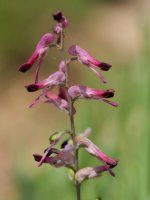 Fumaria reuteri Etxauriko Haitzaren ekialdeko ertzean