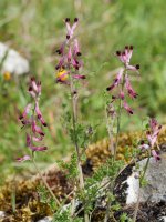 Fumaria reuteri Etxauriko Haitzaren ekialdeko ertzean