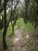 Larraundiko mendebaldeko bizkarreko bidea artadian barrena