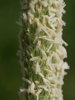 Phalaris coerulescens Ultzurrun aldean