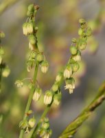 Rumex scutatus Larra aldean