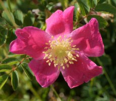 Rosa pendulina Lapzarra mendian