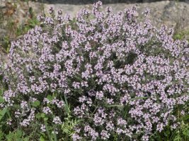 Thymus vulgaris Ergaren eguterako hegian