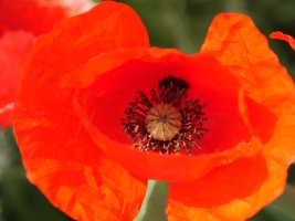 Papaver rhoeas Etxaurin