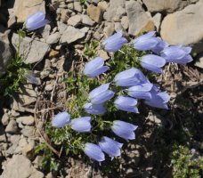 Campanula cochlearifolia Quimboa Baxo mendian