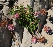 Trifolium thalii Quimboa Baxo mendian