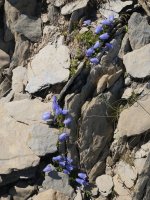 Campanula cochlearifolia Quimboa Baxo mendian