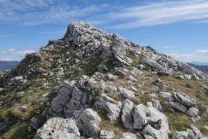 Alborta tontorra