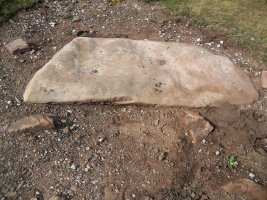 grullos 2