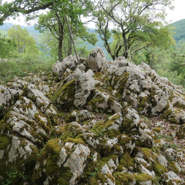 Tontorra