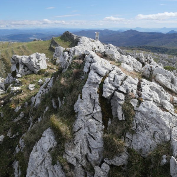 Alborta tontorra