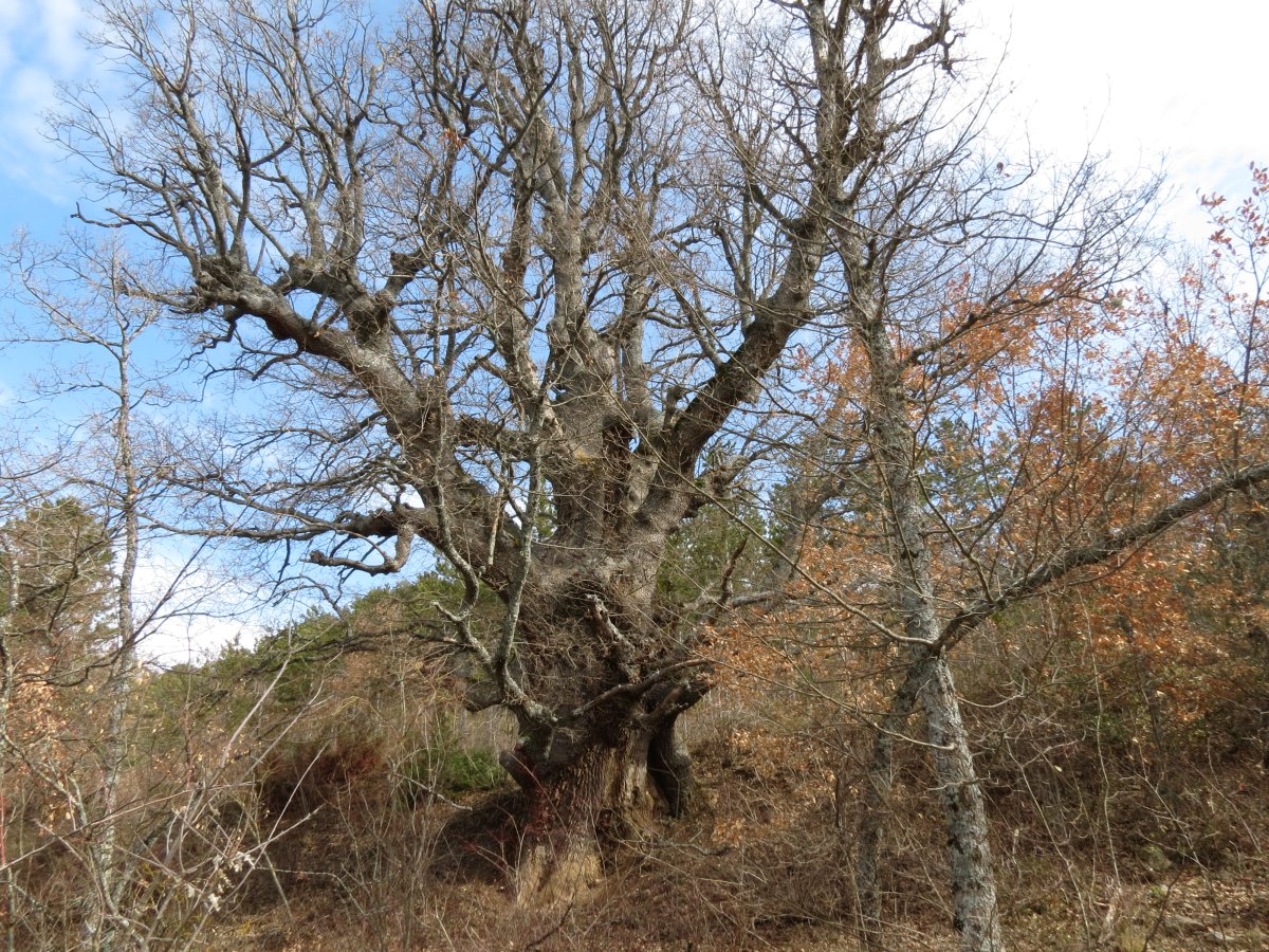 Quercus faginea Lam.