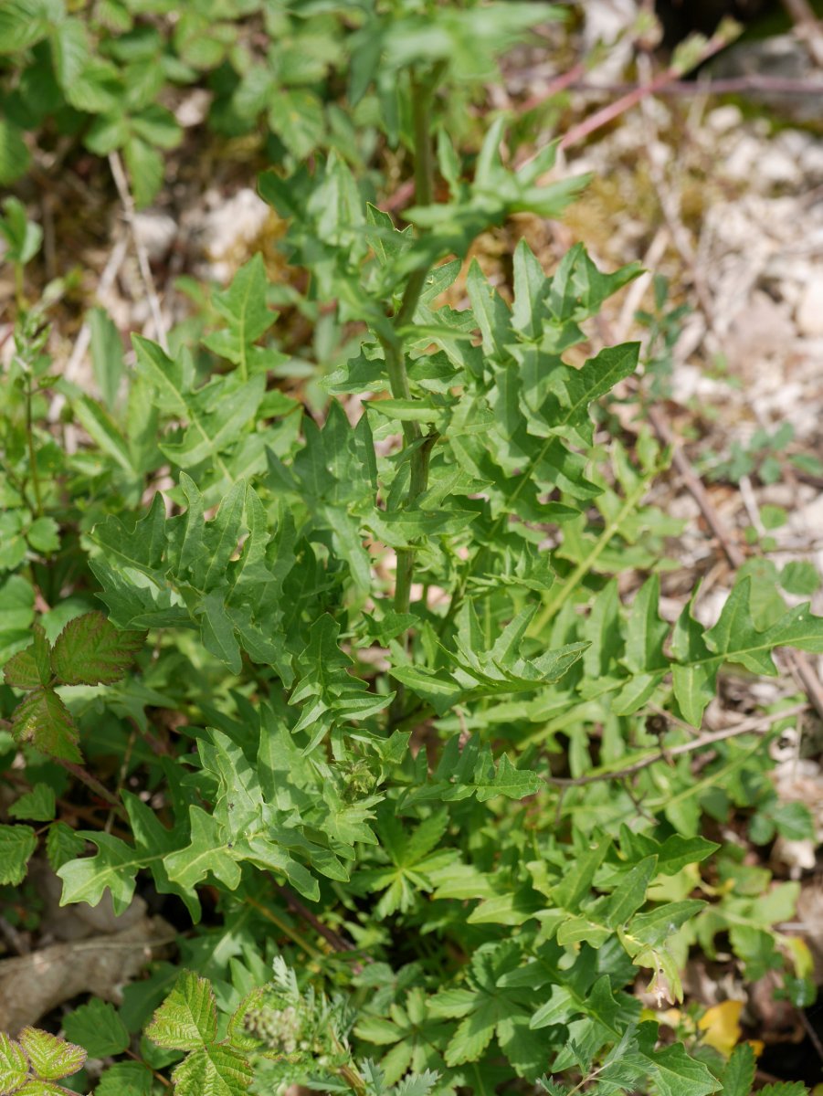 Sisymbrium austriacum chrysanthum, Latasa aldean
