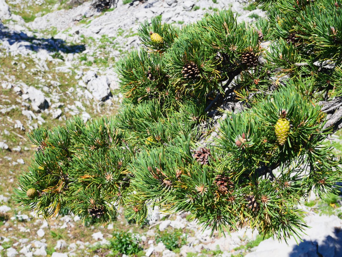  Pinus uncinata