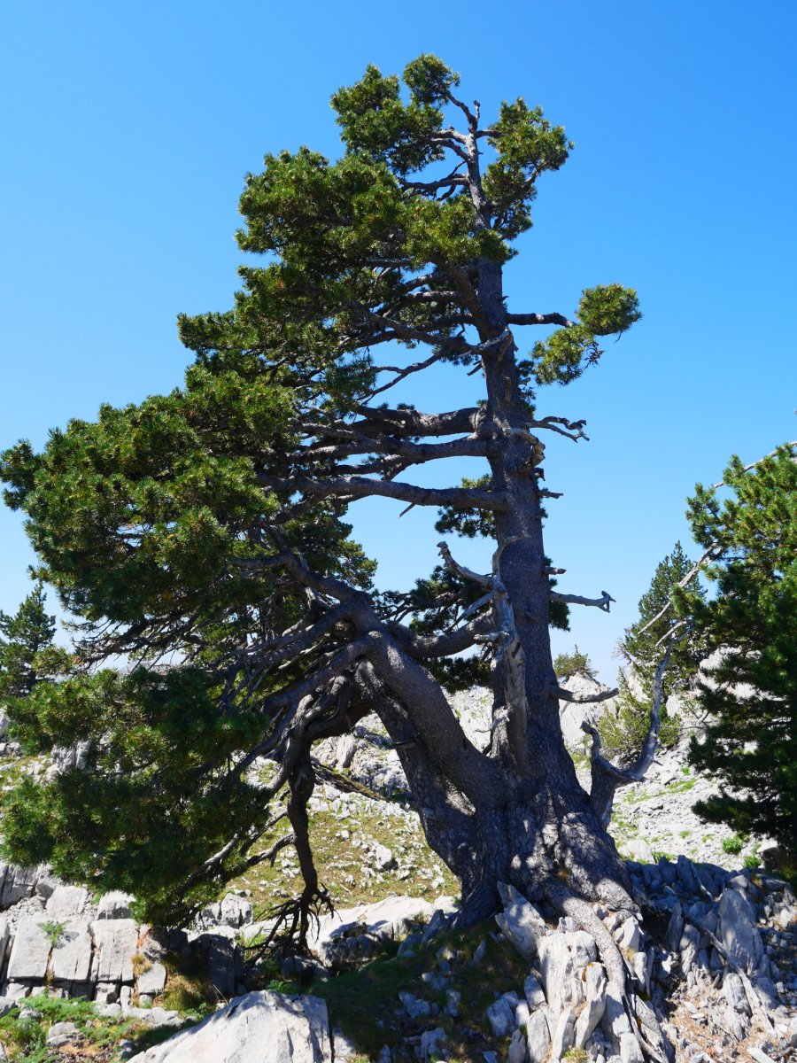  Pinus uncinata Larran