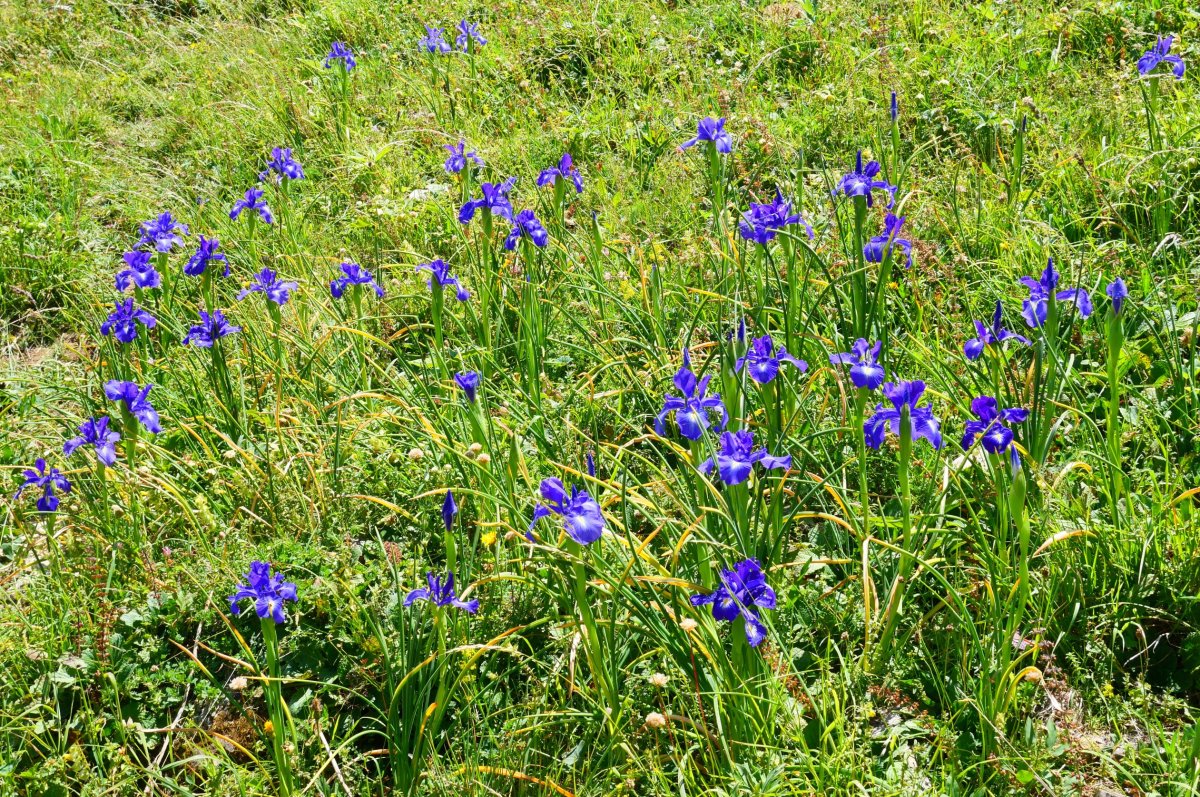 Iris latifolia, Lapazarra mendian