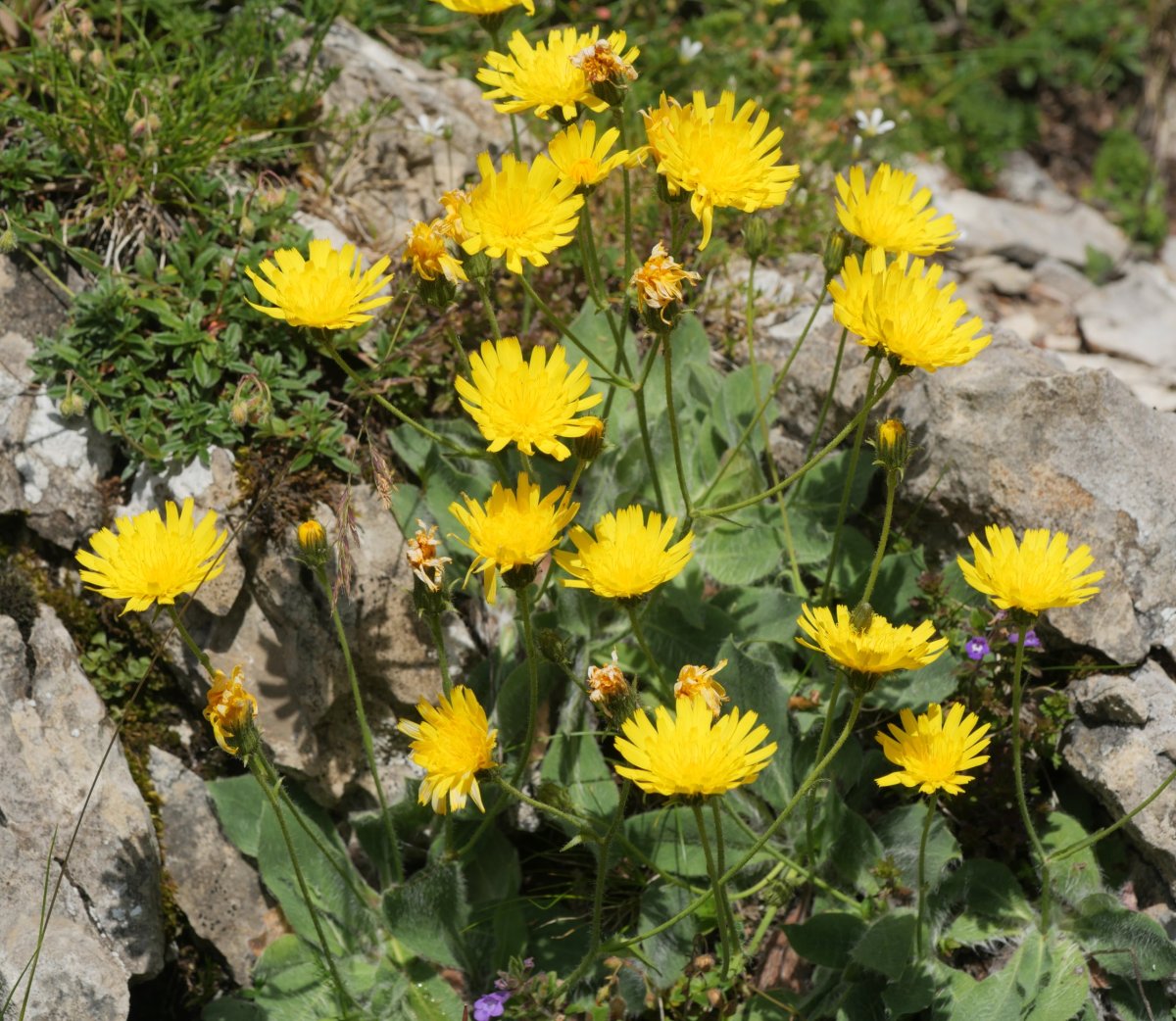 Hieracium lawsonii Lapazarra mendian