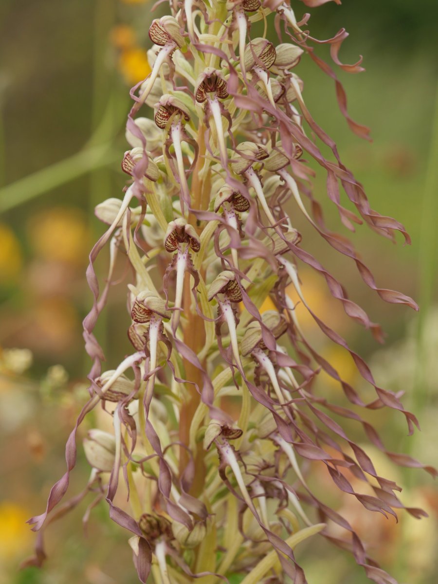 Himantoglossum hircinum, Arritxiki tontorraren inguruan hainbat ale