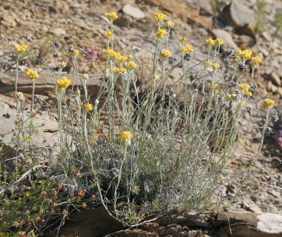 Helichrysum stoechas Izize herriaren inguruetan