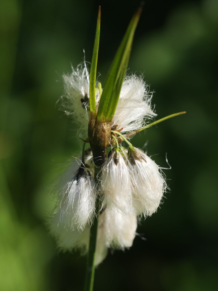 Eriophorum latifolium Lintza aldean