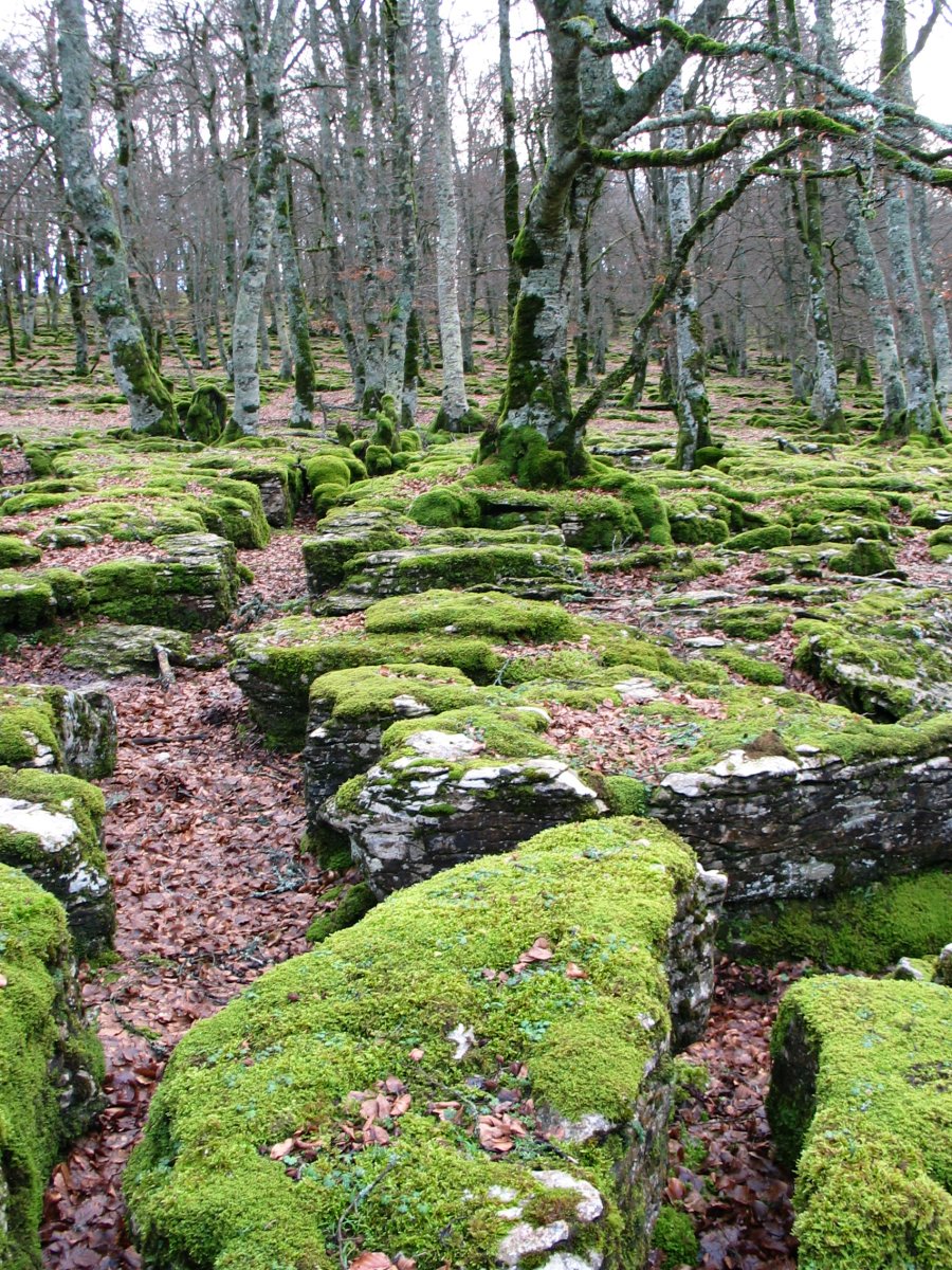 Basoa lapiazaren gainean