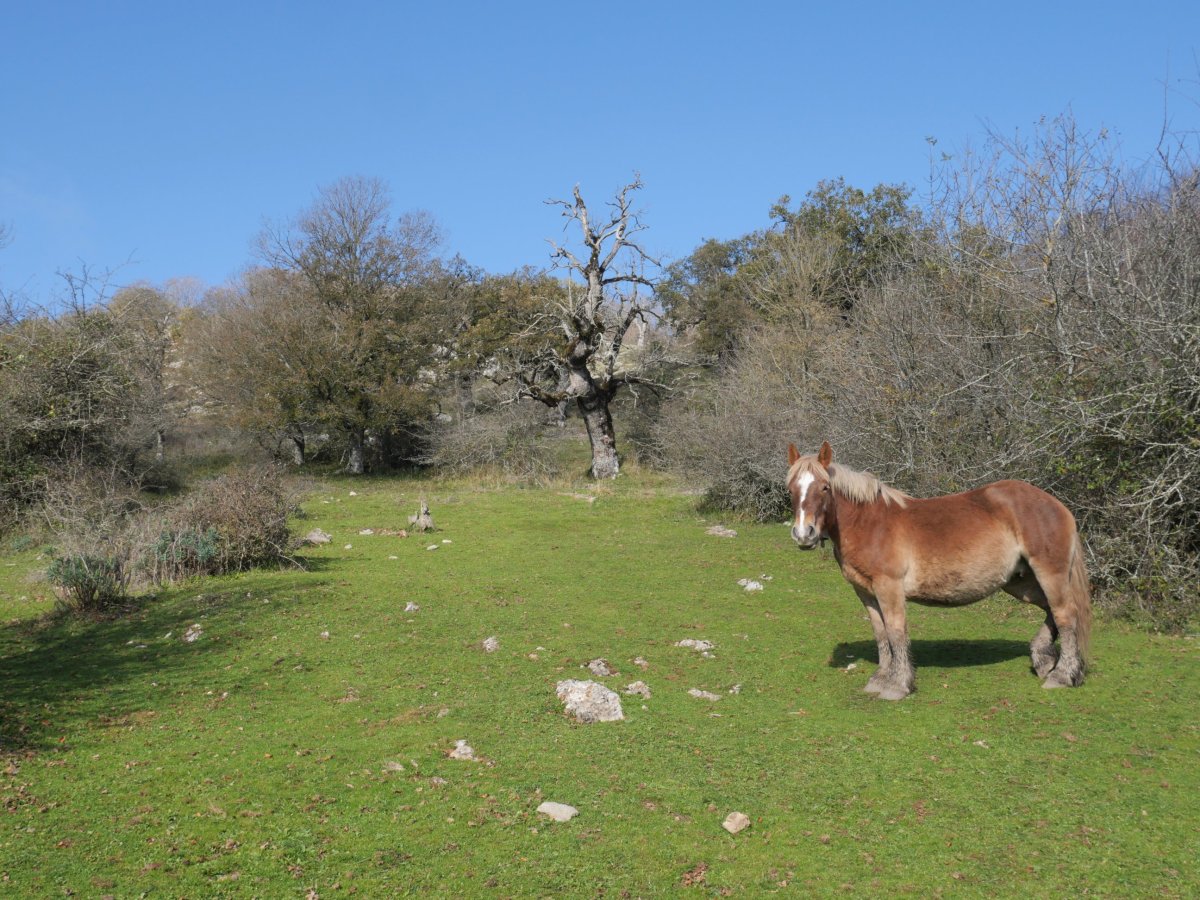 GR-20aren arrastoan, HEko hegian