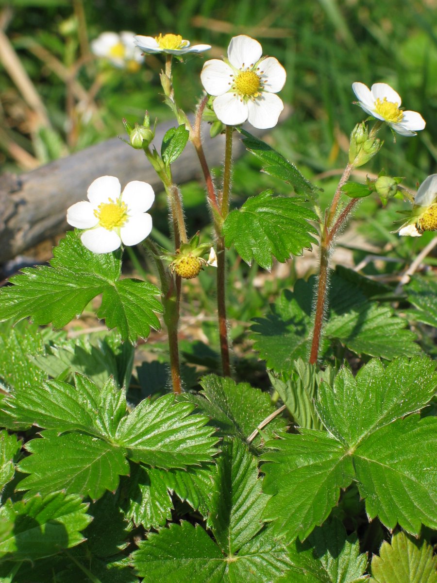 Fragaria vesca