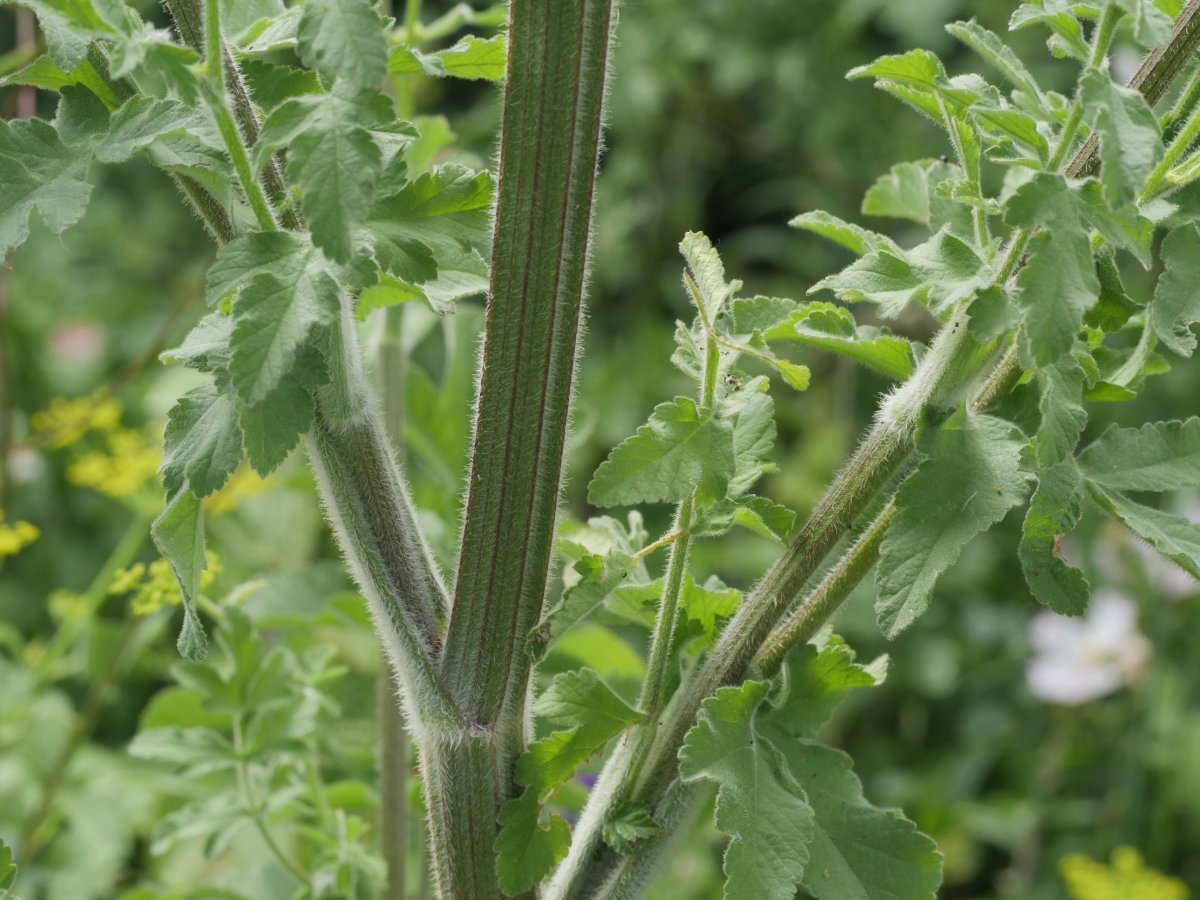 Pastinaca sativa sylvestris Harana aldean