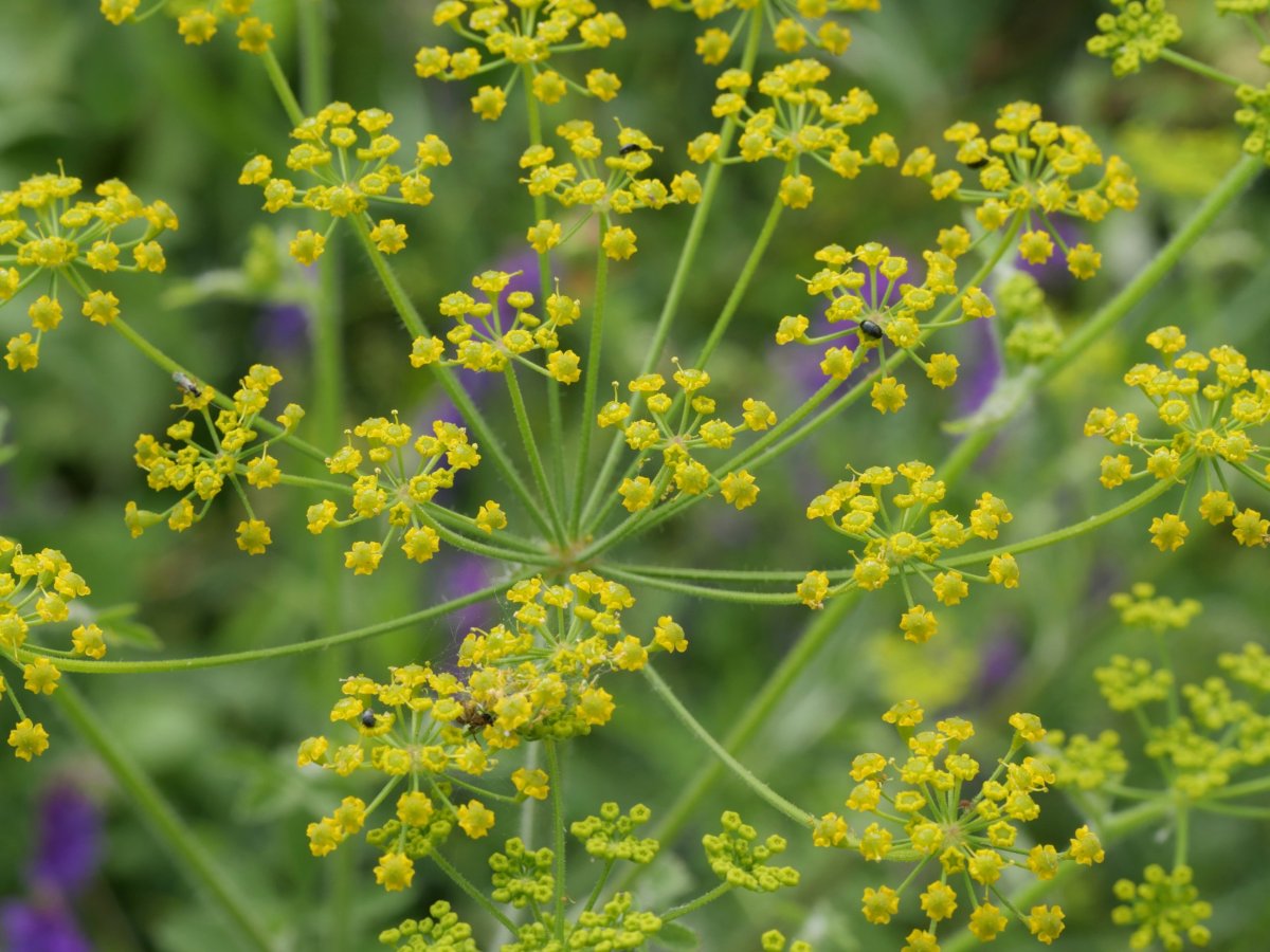 Pastinaca sativa sylvestris Harana aldean