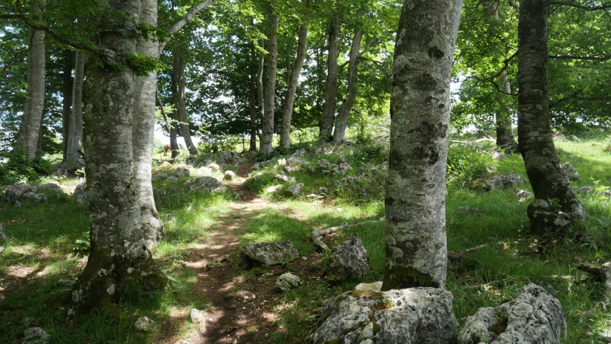 HMko bizkarreko bidea basoan barrena