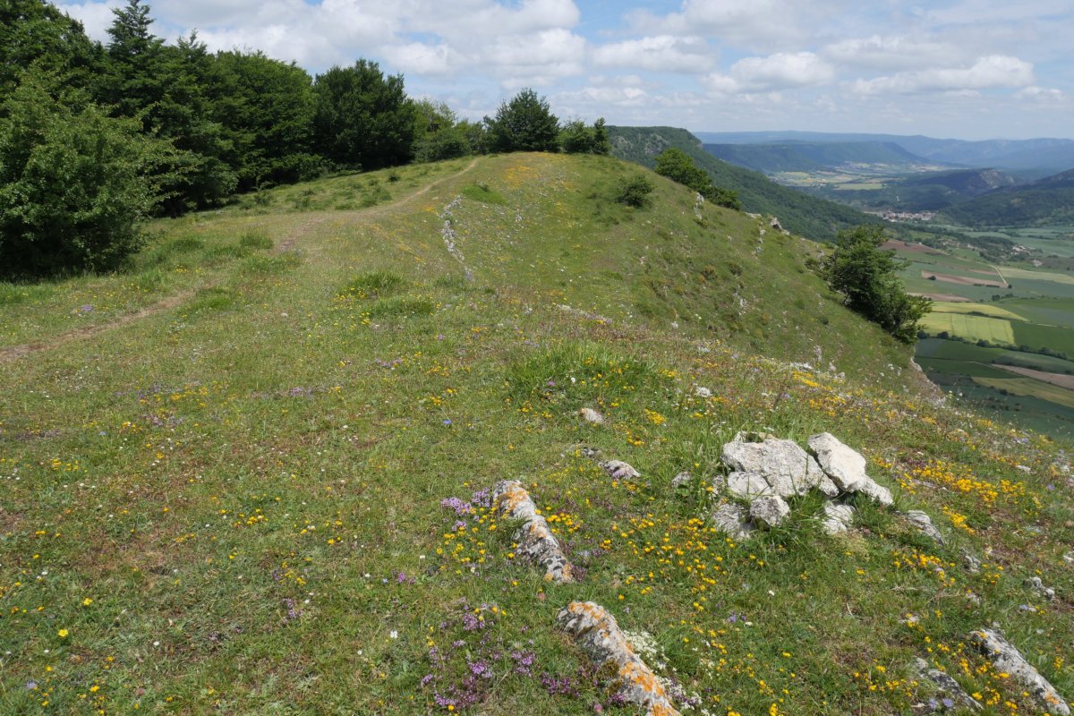 El Sombrerete tontorra