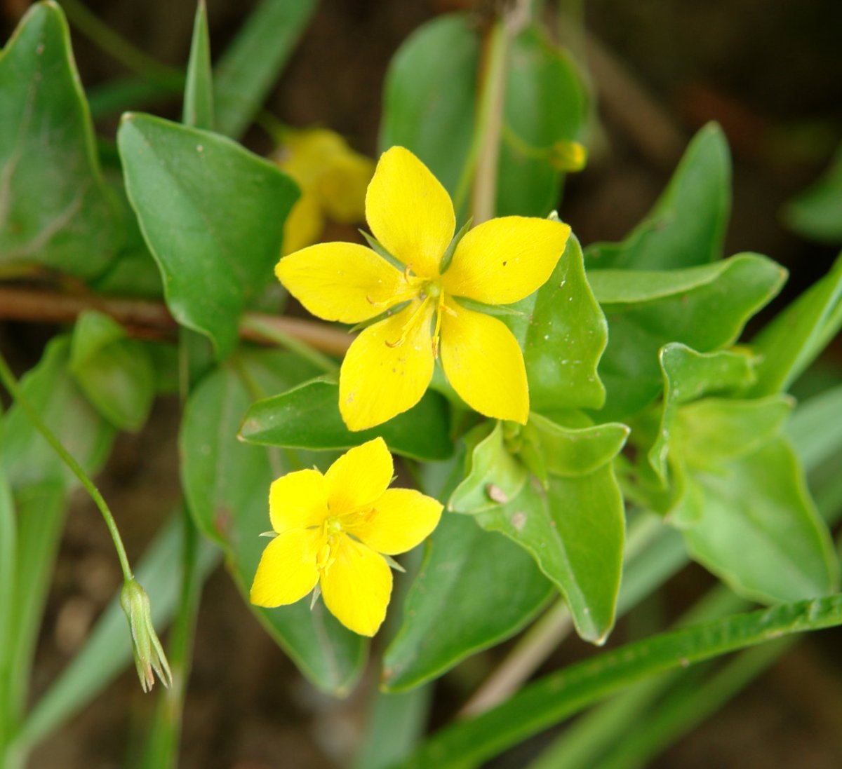 Lysimachia nemorum
