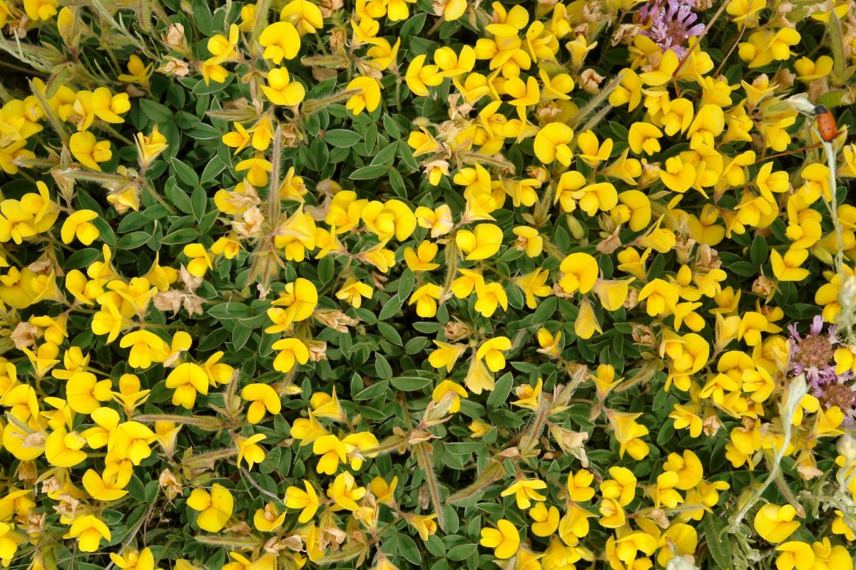 Argyrolobium zanonii Ekoiengo Gainean