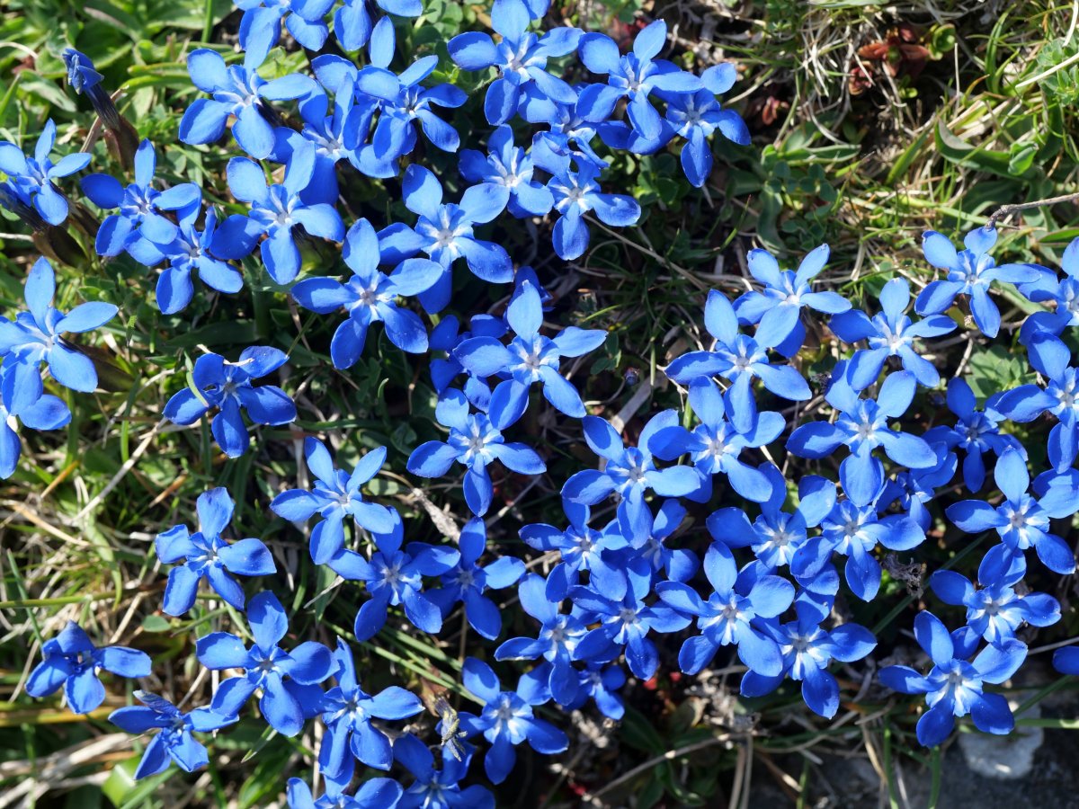 Gentiana verna, Oza aldean