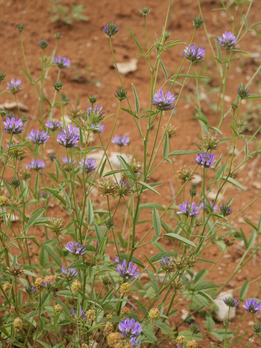 Bituminaria bituminosa Egiarreta aldean