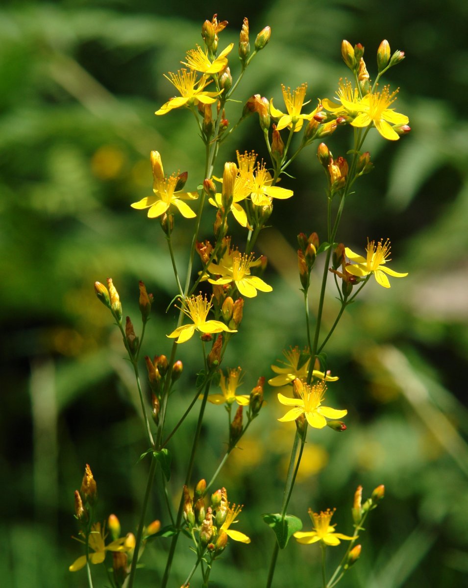 Hypericum pulchrum Arraldegaina mendian