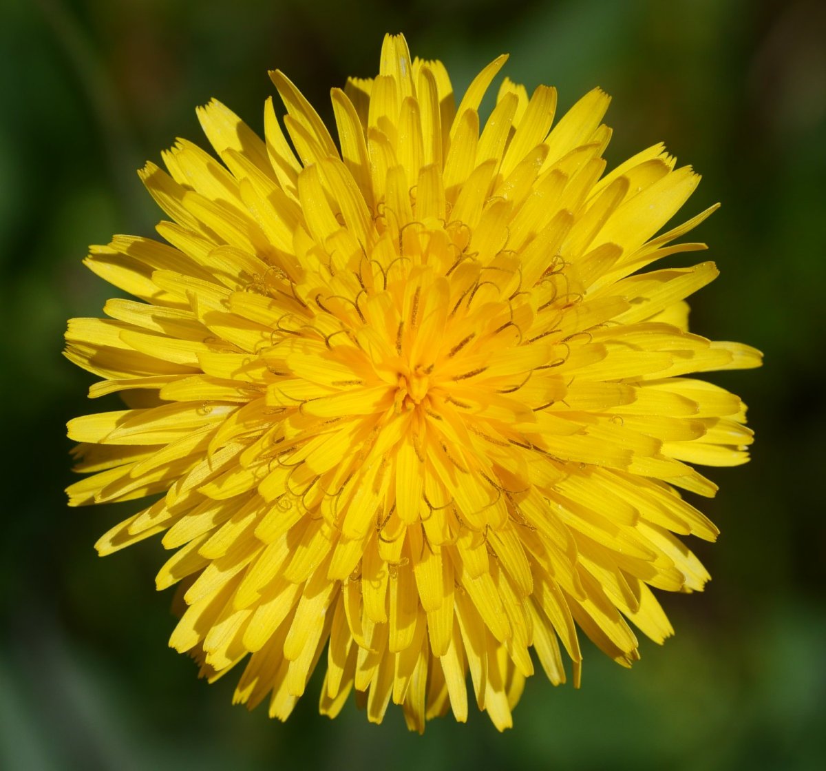 Reichardia picroides