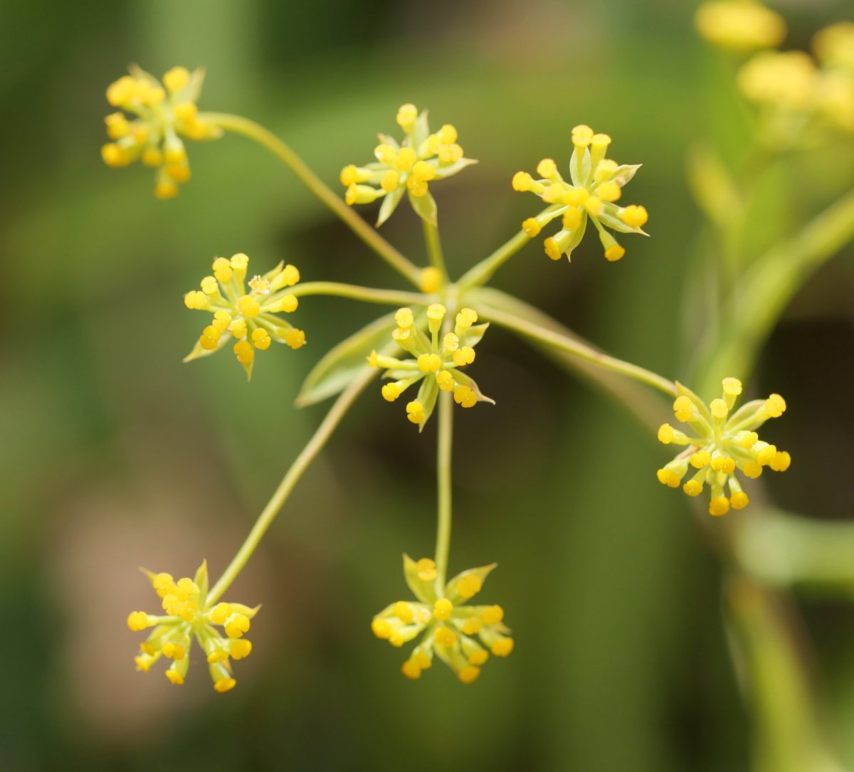 Bupleurum falcatum Lapazarra mendian