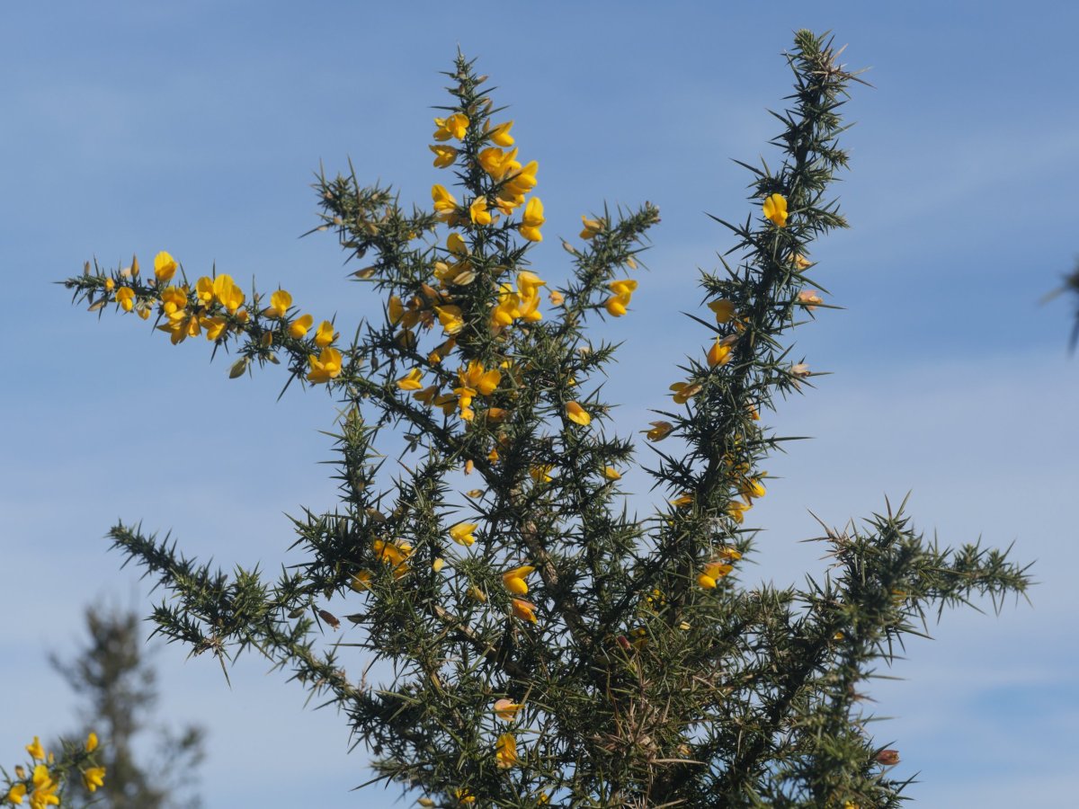 Ulex europaeus Arditurrin