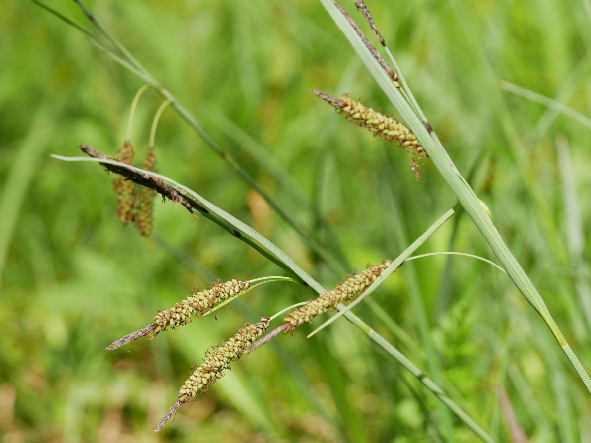 Carex flacca