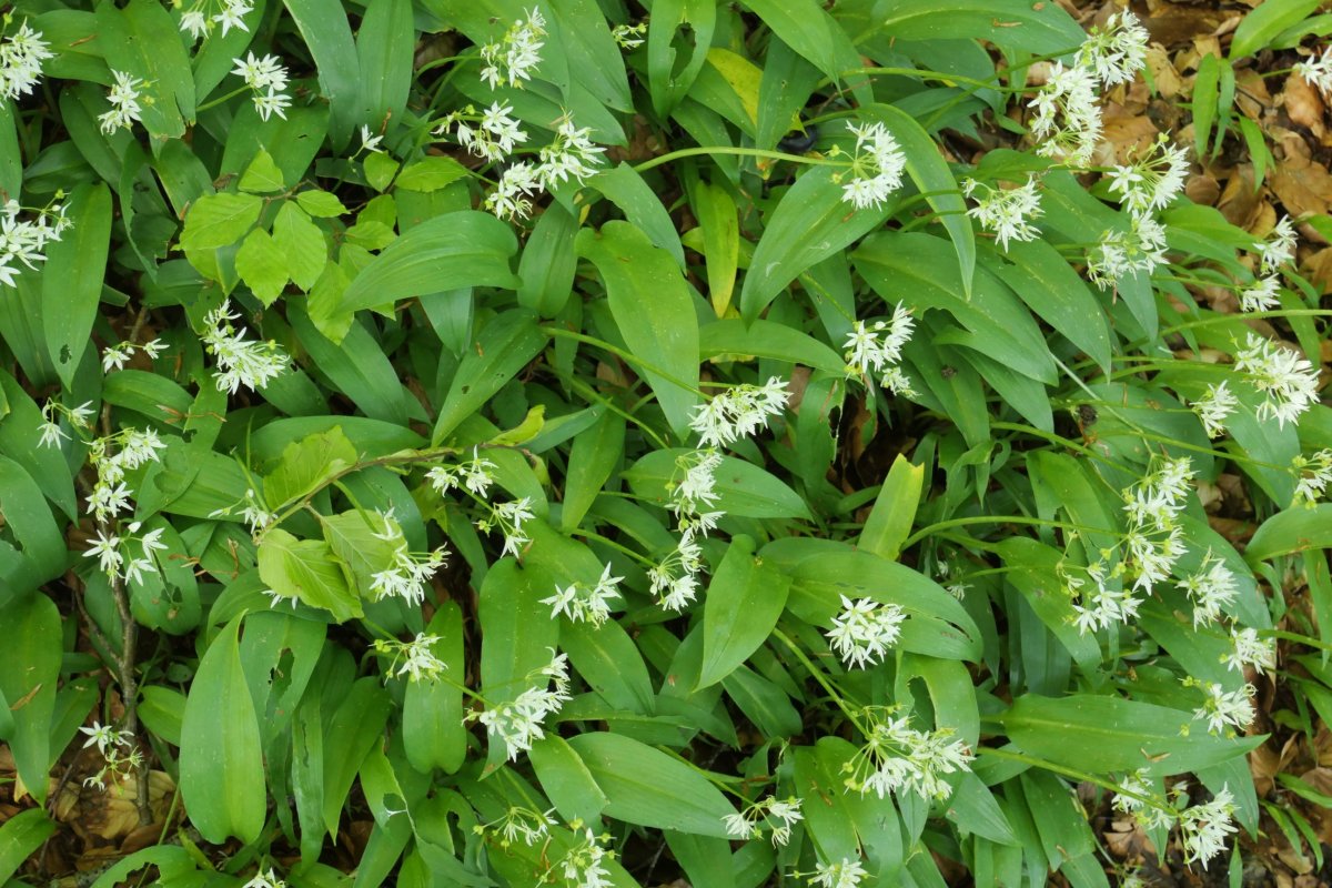 Allium ursinum, bidearen alde bietan, Mendurro mendian