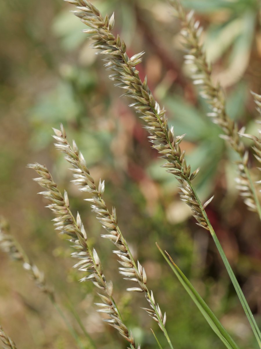 Melica ciliata ciliata Etxaurin