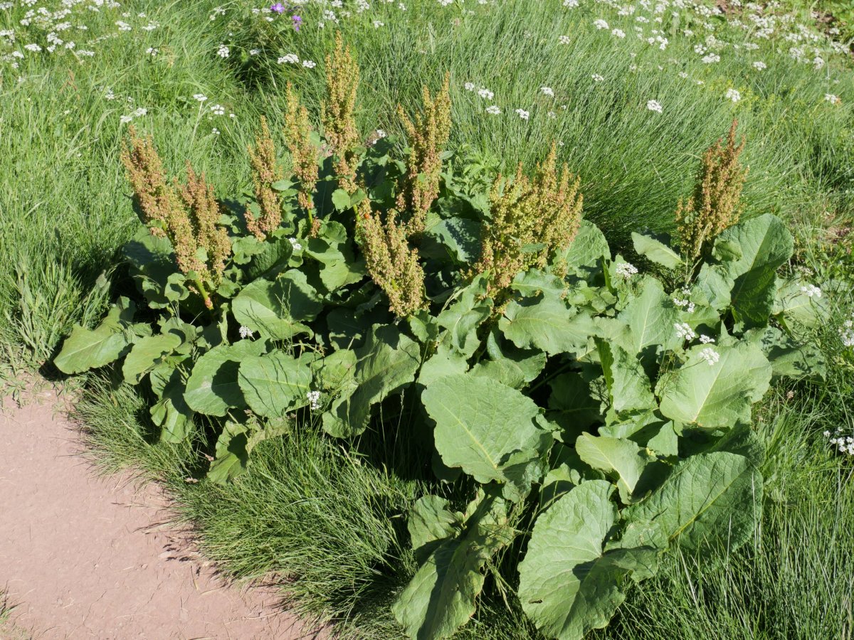 Rumex pseudoalpinus Barranco de Culivillas bailaran (1900 m.)