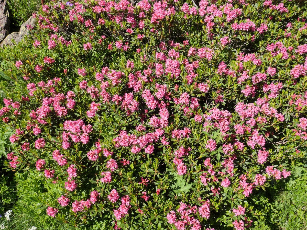 Rhododendron ferrugineum Culivillas sakanean