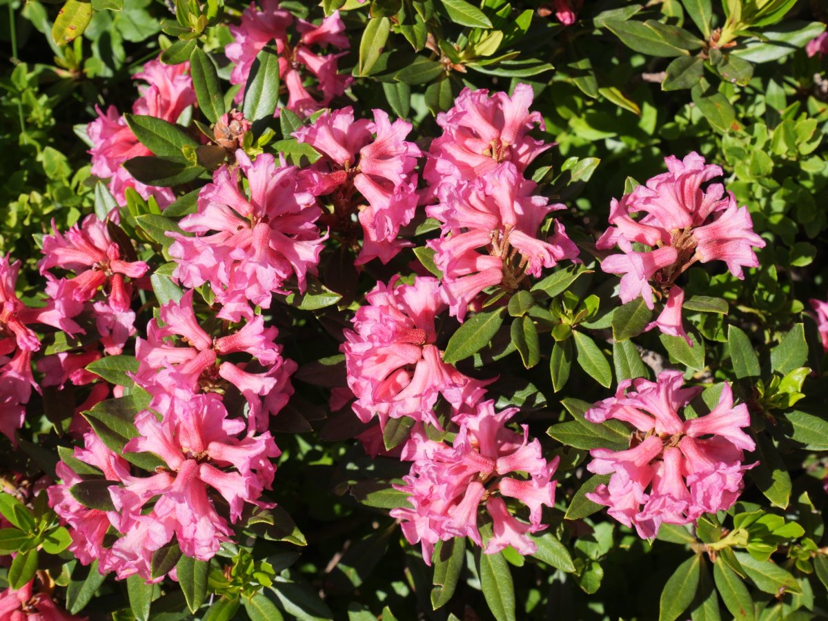 Rhododendron ferrugineum Culivillas sakanean