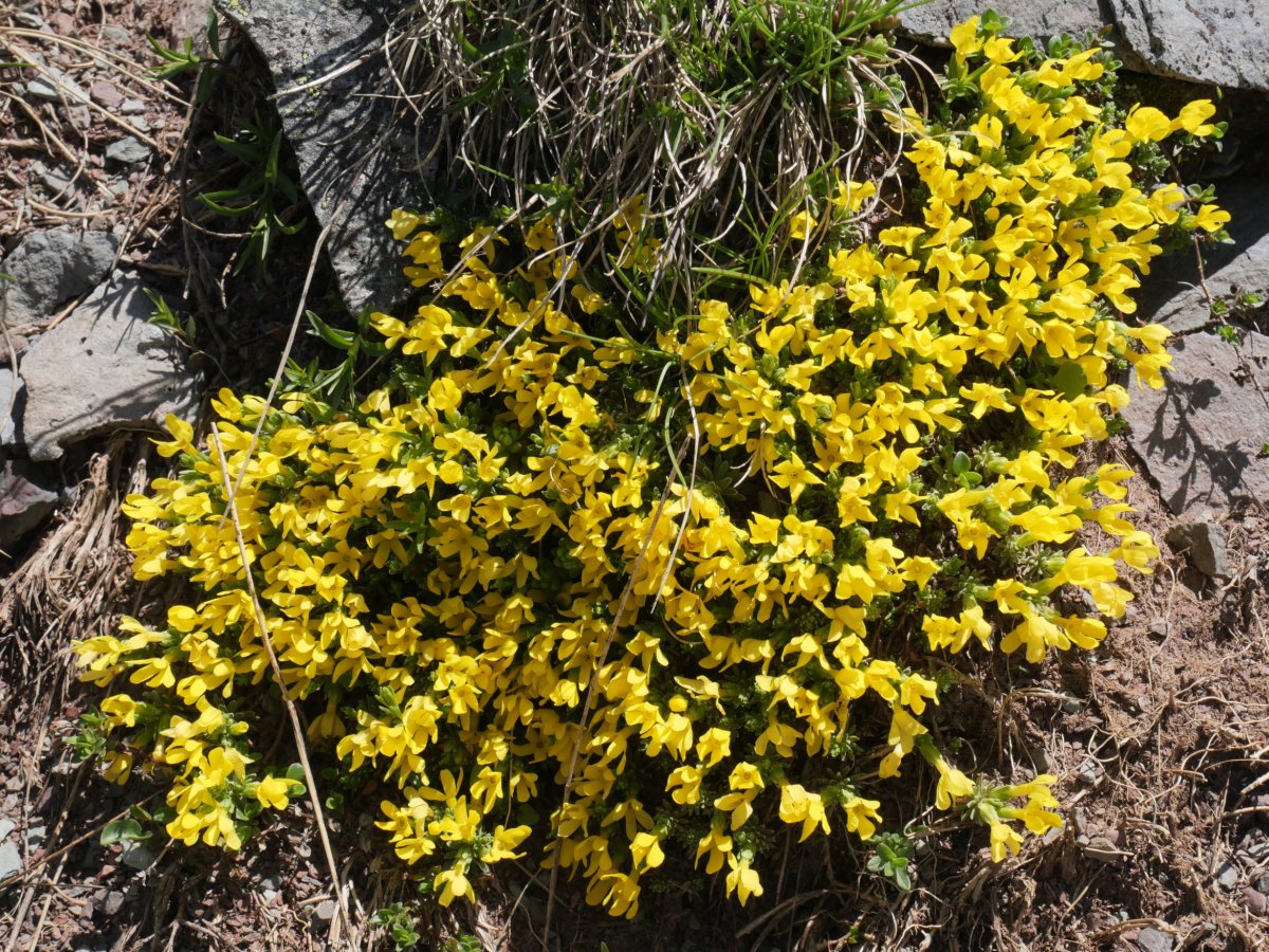 Androsace vitaliana Anayeteko lepoaren inguruetan