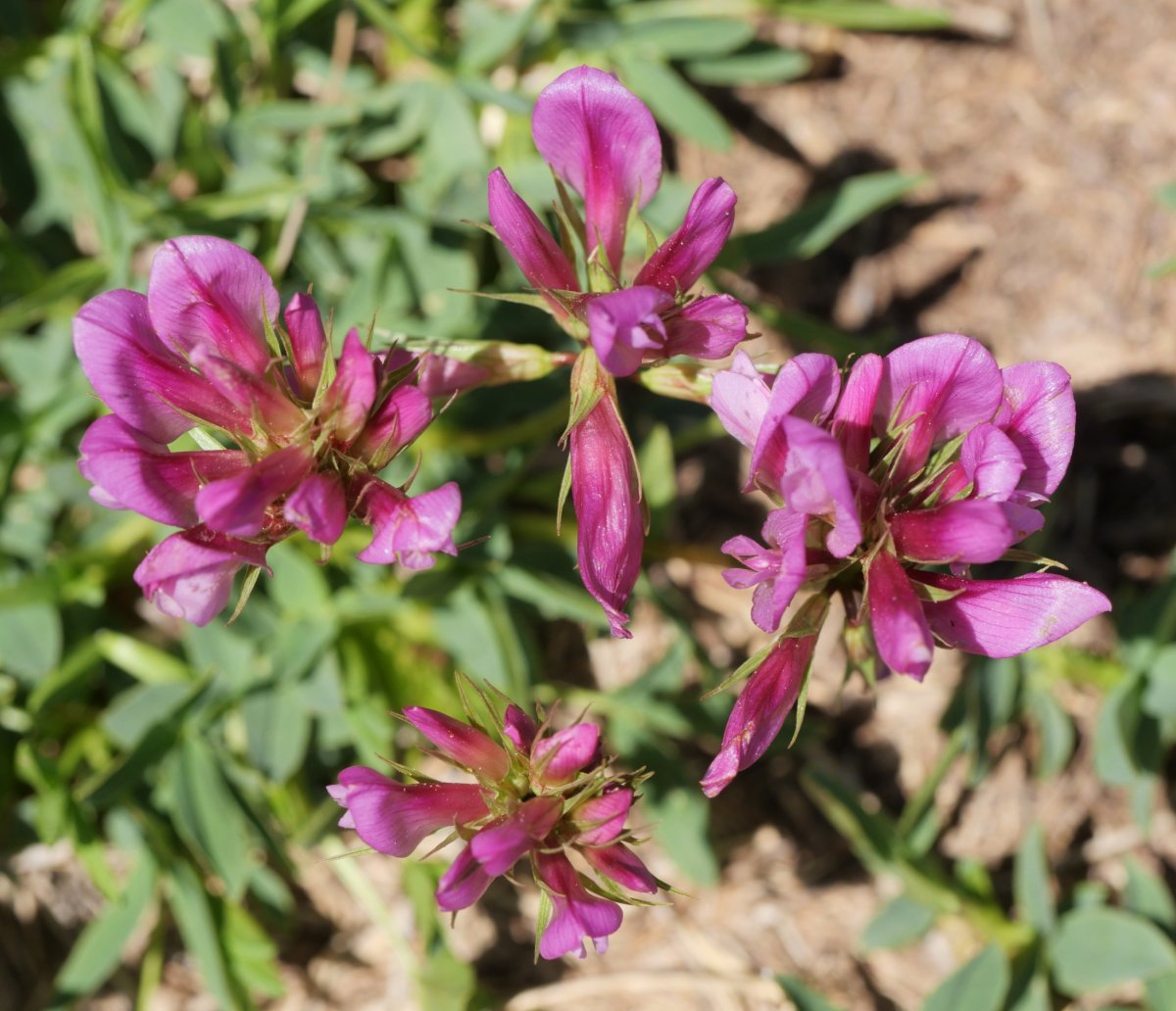 Trifolium alpinum Culivillas sakanan